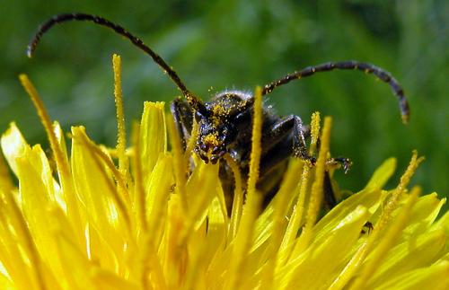 Brachyta interrogationis