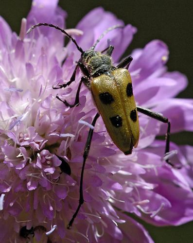 Réf. 32 712 : Pachyta quadrimaculata