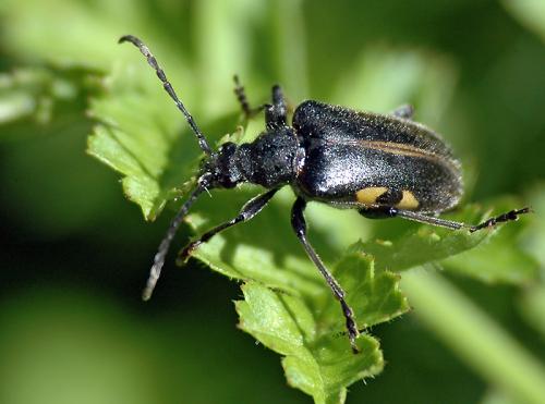 Brachyta interrogationis