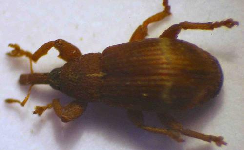 Bradybatus elongatulus