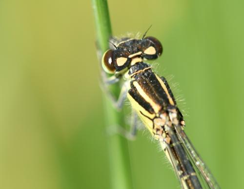 Coenagrion mercuriale
