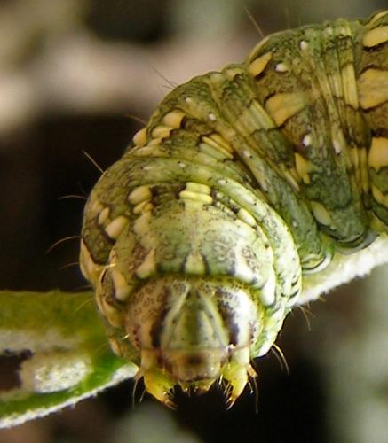 Cucullia santolinae