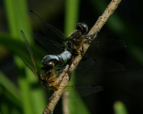 Réf. 32 042 : Libellula fulva