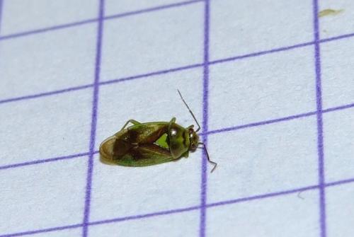 Réf. 32 654 : Orthops sp.