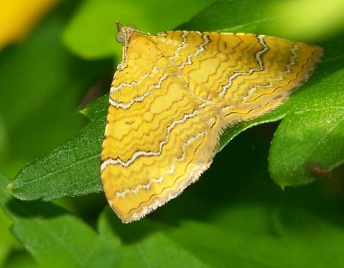 Camptogramma bilineata