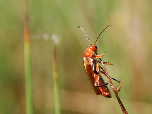 Réf. 32 540 : Cantharis livida