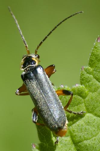 Cantharis nigricans