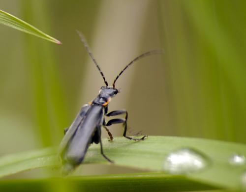 Réf. 32 978 : Cantharis obscura