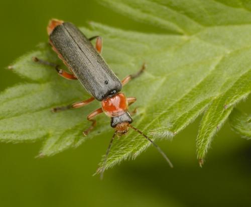 Réf. 32 694 : Cantharis pellucida