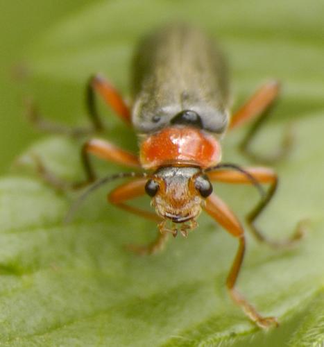 Cantharis pellucida