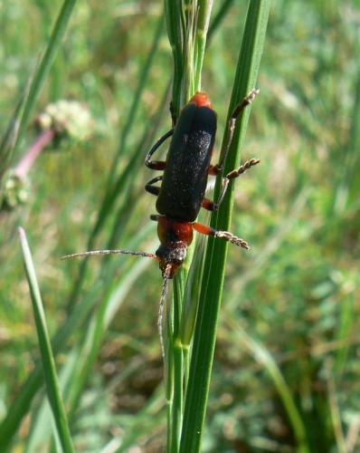 Cantharis rustica