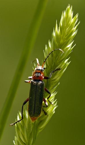 Réf. 32 707 : Cantharis rustica