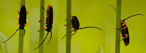Réf. 32 708 : Phytoecia affinis affinis