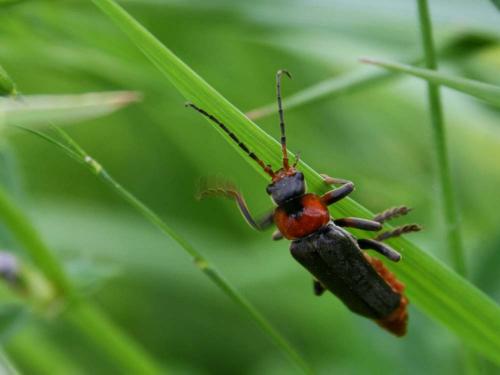 Cantharis fusca