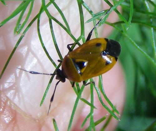 Réf. 32 518 : Deraeocoris punctum