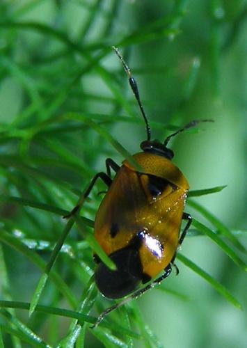 Réf. 32 519 : Deraeocoris punctum