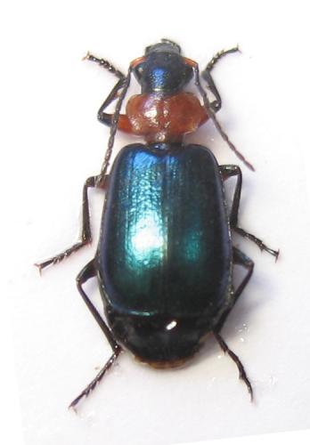 Réf. 32 112 : Lebia cyanocephala