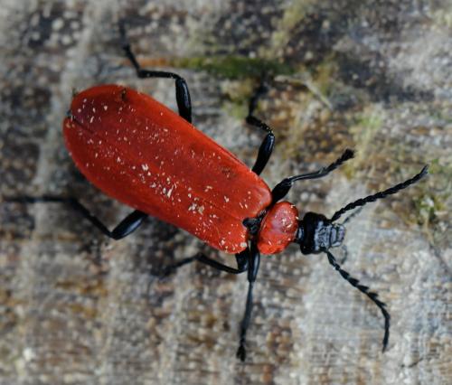 Réf. 32 415 : Pyrochroa coccinea