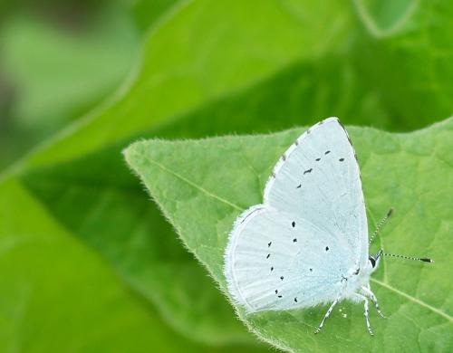 Celastrina argiolus