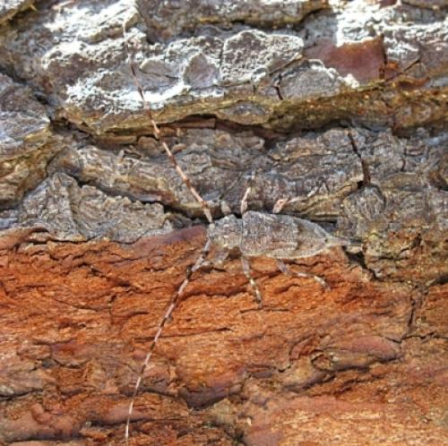 Acanthocinus aedilis