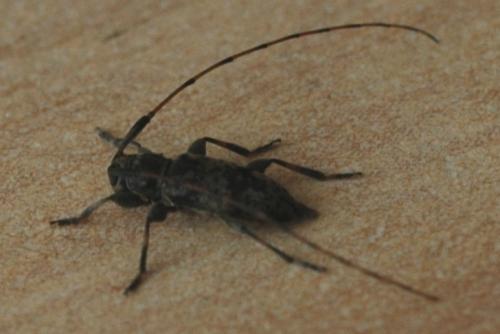 Leiopus femoratus