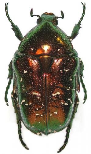 Protaetia sp.