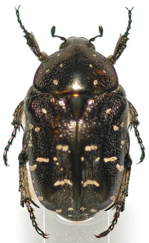 Protaetia sp.