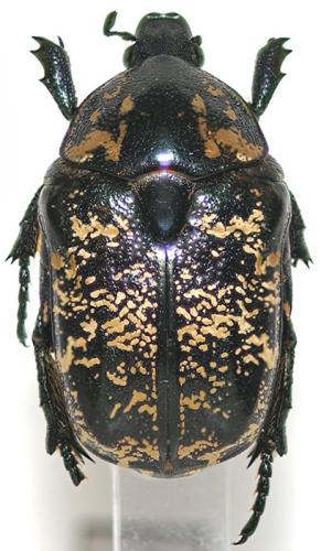 Protaetia sp.
