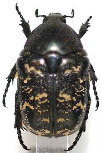 Réf. 32 772 : Liocola sp.