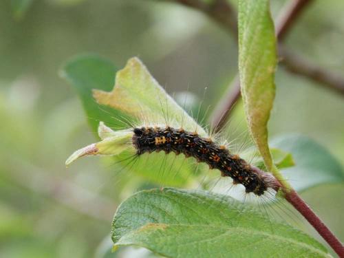 Lymantria dispar
