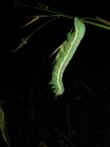 Agrochola lychnidis