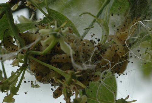 Yponomeuta sp.