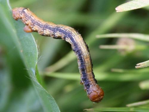Agriopis aurantiaria