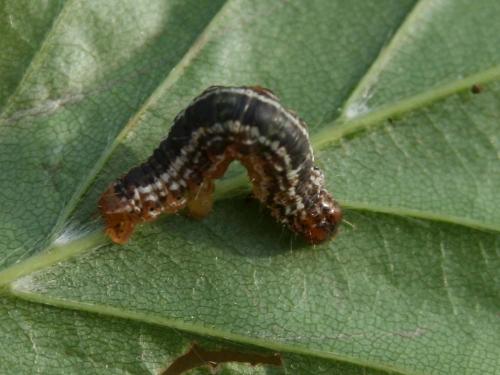 Réf. 32 468 : Hydriomena furcata