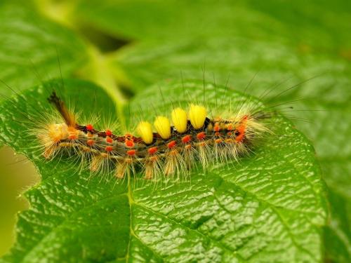 Orgyia antiqua
