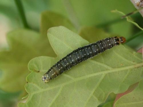 Aphelia sp.