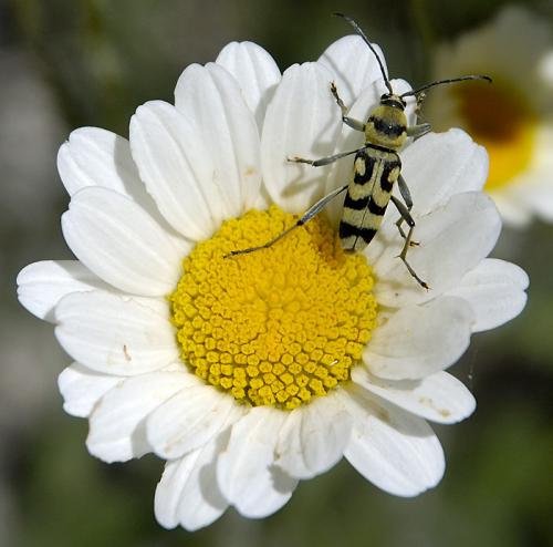 Réf. 32 746 : Chlorophorus varius