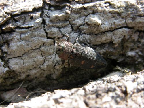 Réf. 32 087 : Chrysobothris affinis