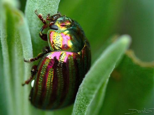 Réf. 32 759 : Chrysolina americana