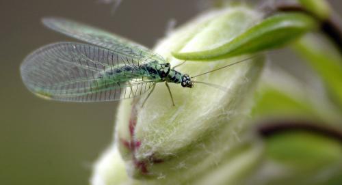 Réf. 32 814 : Chrysopa perla
