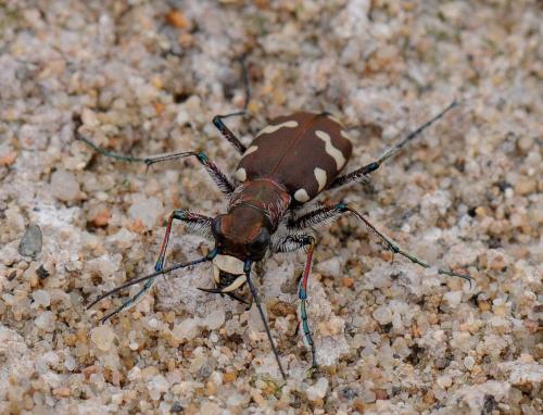 Réf. 32 937 : Cicindela hybrida