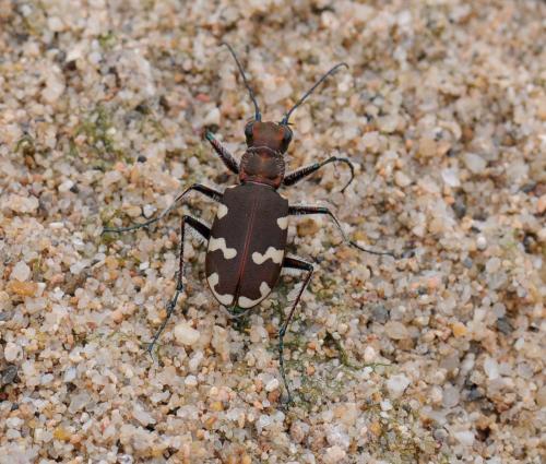Cicindela hybrida