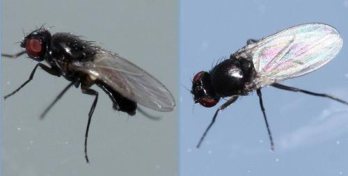 Meoneura sp.