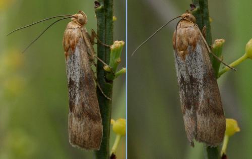 Pterothrixidia rufella