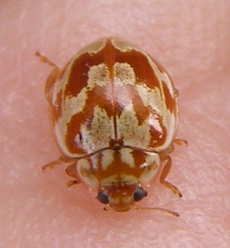 Myrrha octodecimguttata