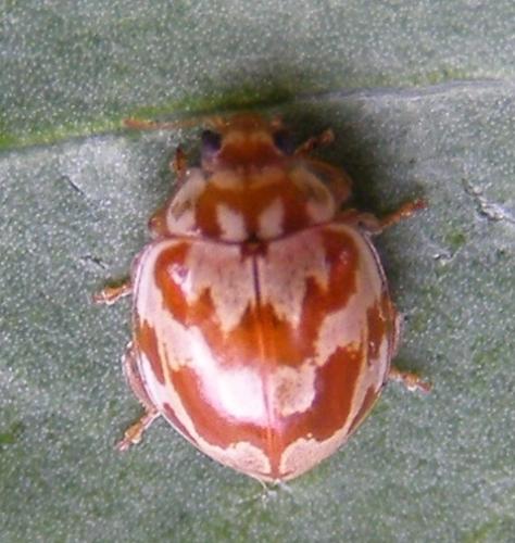 Myrrha octodecimguttata