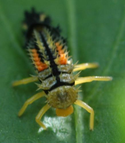 Harmonia axyridis