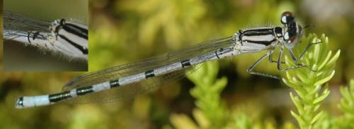 Enallagma cyathigerum