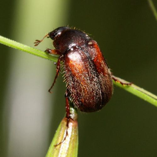 Réf. 32 140 : Triodontella sp.