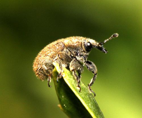 Réf. 32 655 : Rhinusa sp.